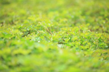 Çimen arkaplan, yeşil arkaplan, yakın plan