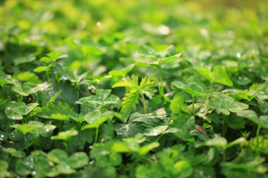 Çimen arkaplan, yeşil arkaplan, yakın plan