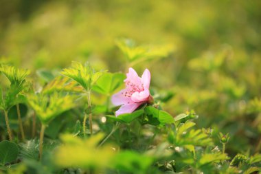 Çimen arkaplan, yeşil arkaplan, yakın plan