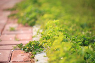 Çimen arkaplan, yeşil arkaplan, yakın plan