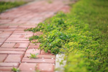 Çimen arkaplan, yeşil arkaplan, yakın plan