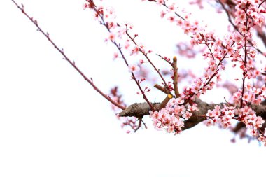 İlkbaharda, erik çiçeği