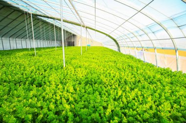 Kereviz serada büyüyor.