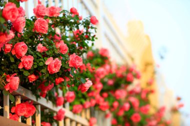 Yazın güller tam çiçeklenir, yakın plan.