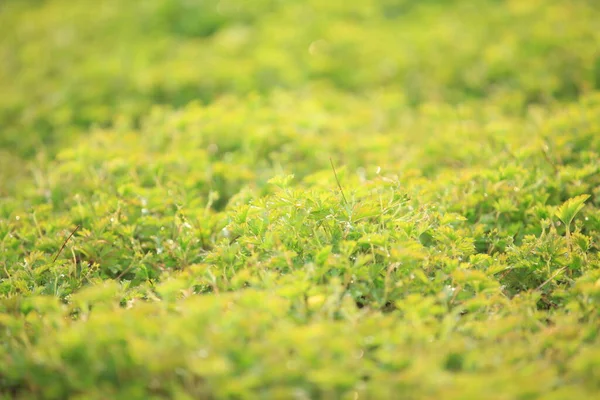 Grass Background Green Background Close — Stock Photo, Image