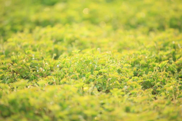 Grass Background Green Background Close — Stock Photo, Image