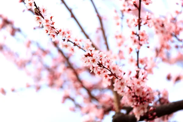 Spring Plum Blossom — Stock Photo, Image