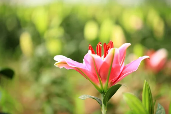 Fleurs Lys Dans Jardin Lis Est Dans Serre — Photo