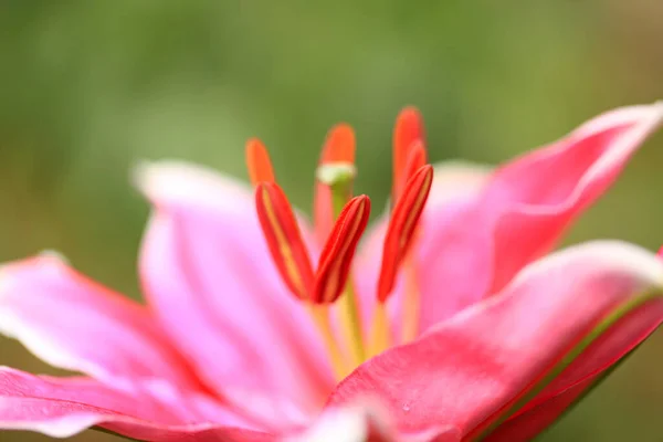 百合在花园里开花 百合花在温室里 — 图库照片