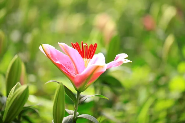 Fleurs Lys Dans Jardin Lis Est Dans Serre — Photo