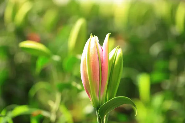 Fleurs Lys Dans Jardin Lis Est Dans Serre — Photo