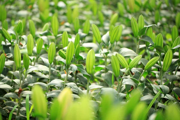 Lily Flower Garden Lily Greenhouse — Stock Photo, Image