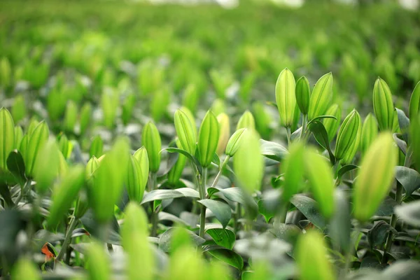 Lily Flower Garden Lily Greenhouse — Stock Photo, Image