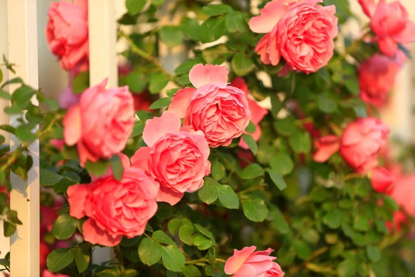 Verano Las Rosas Están Plena Floración Cerca — Foto de Stock