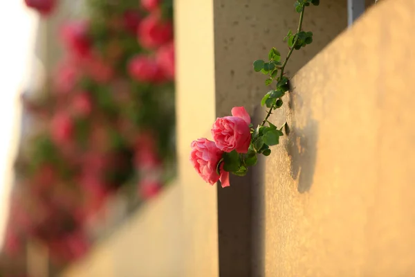 Sommer Stehen Die Rosen Voller Blüte Nahaufnahme — Stockfoto