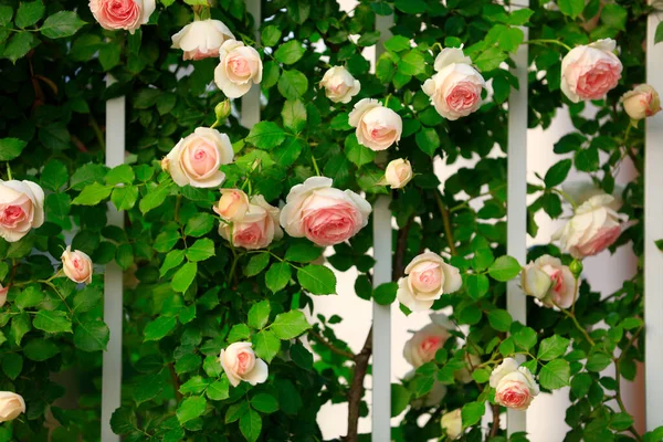 Sommer Stehen Die Rosen Voller Blüte Nahaufnahme — Stockfoto