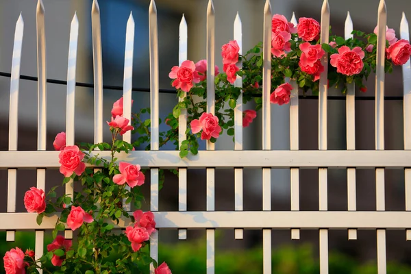 Verano Las Rosas Están Plena Floración Cerca Imagen de archivo