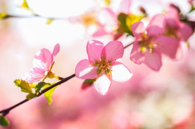 İlkbaharda erik ağaçları açar, şeftali çiçekleri açar.