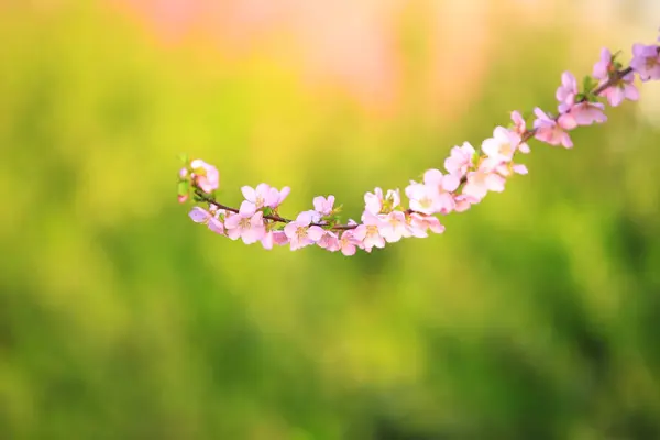 梅の木が咲き 桃の花が咲きます — ストック写真