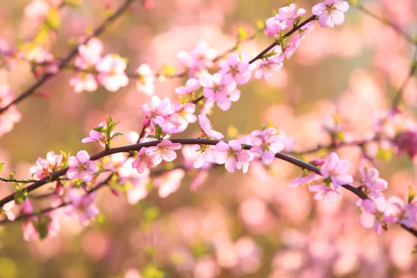 Spring Plum Trees Bloom Peach Blossoms Bloom — Stock Photo, Image