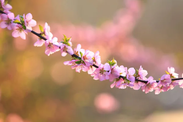 Spring Plum Trees Bloom Peach Blossoms Bloom — Stock Photo, Image