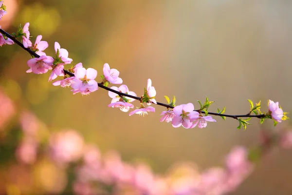 Frühling Blühen Die Pflaumenbäume Der Pfirsich Blüht — Stockfoto