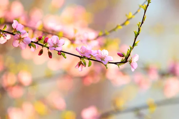 Spring Plum Trees Bloom Peach Blossoms Bloom — Stock Photo, Image