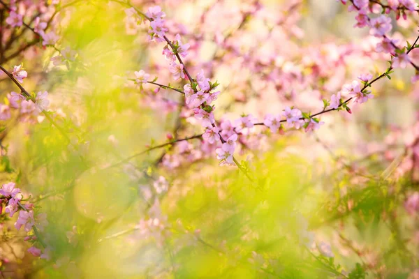 Våren Blommar Plommonträden Persika Blommar Blom — Stockfoto