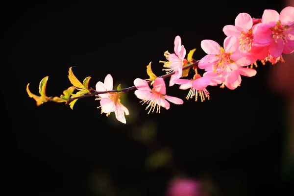 Primavera Los Ciruelos Florecen Los Melocotones Florecen — Foto de Stock