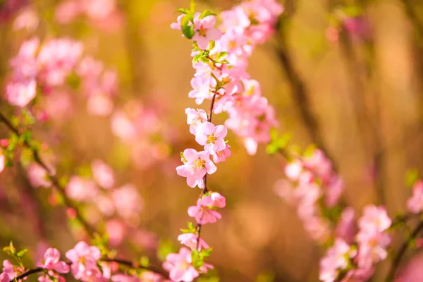 Frühling Blühen Die Pflaumenbäume Der Pfirsich Blüht — Stockfoto