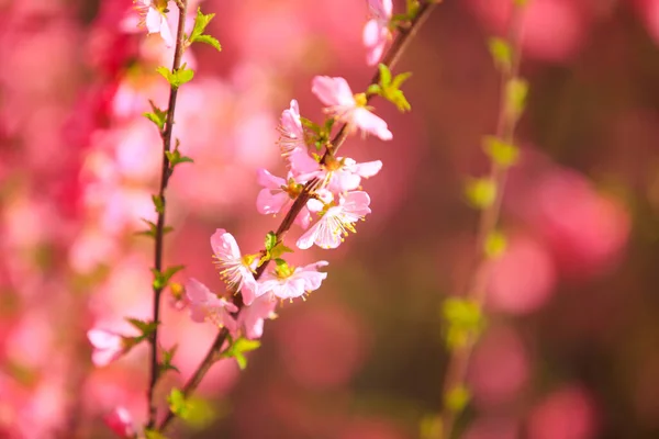 Våren Blommar Plommonträden Persika Blommar Blom — Stockfoto