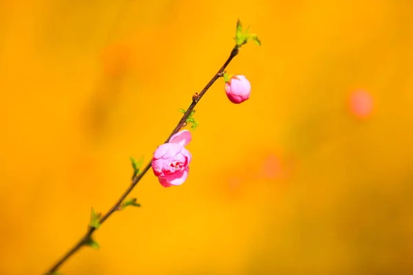 Primavera Los Ciruelos Florecen Los Melocotones Florecen — Foto de Stock