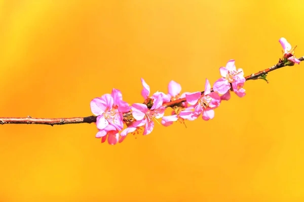 Spring Plum Trees Bloom Peach Blossoms Bloom — Stock Photo, Image