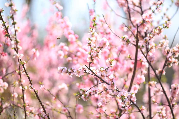 Våren Blommar Plommonträden Persika Blommar Blom — Stockfoto