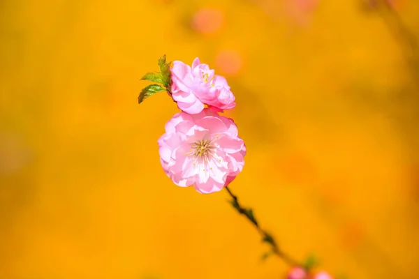 Frühling Blühen Die Pflaumenbäume Der Pfirsich Blüht — Stockfoto