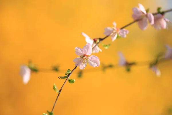 Våren Blommar Plommonträden Persika Blommar Blom — Stockfoto