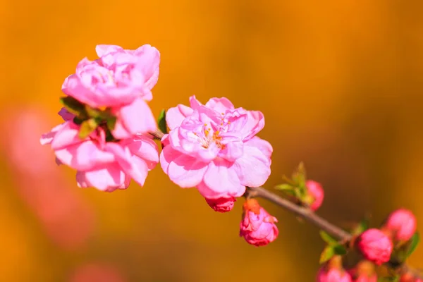 Våren Blommar Plommonträden Persika Blommar Blom — Stockfoto