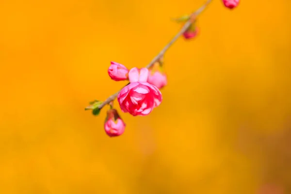 Primavera Los Ciruelos Florecen Los Melocotones Florecen — Foto de Stock