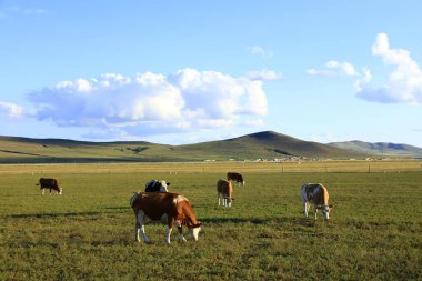 Bir sığır sürüsü otlakta ot yiyor.