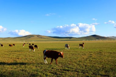 Bir sığır sürüsü otlakta ot yiyor.
