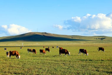 Bir sığır sürüsü otlakta ot yiyor.