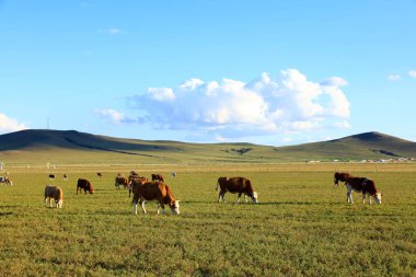 Bir sığır sürüsü otlakta ot yiyor.