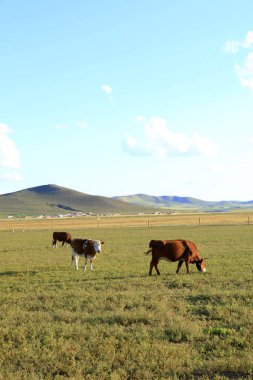 Bir sığır sürüsü otlakta ot yiyor.