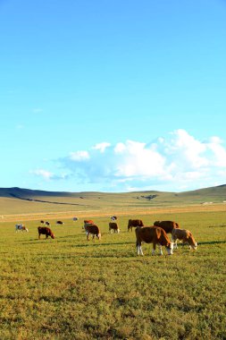 Bir sığır sürüsü otlakta ot yiyor.