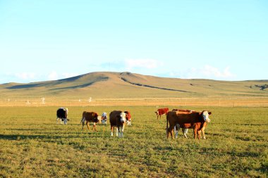 Bir sığır sürüsü otlakta ot yiyor.