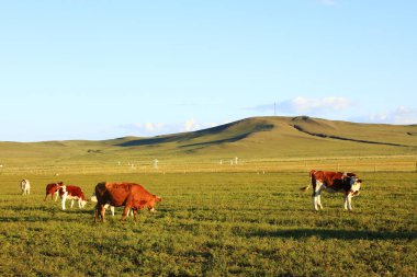 Bir sığır sürüsü otlakta ot yiyor.