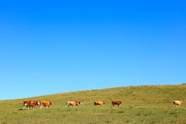 Bir sığır sürüsü otlakta ot yiyor.