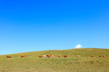 Bir sığır sürüsü otlakta ot yiyor.