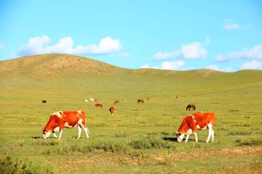 Bir sığır sürüsü otlakta ot yiyor.