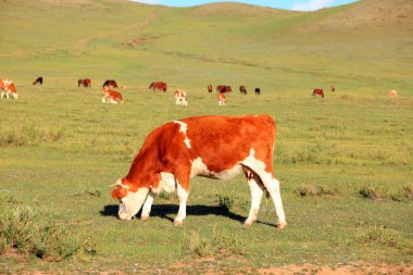 Bir sığır sürüsü otlakta ot yiyor.